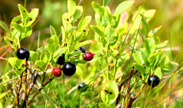 Vaccinium myrtillus