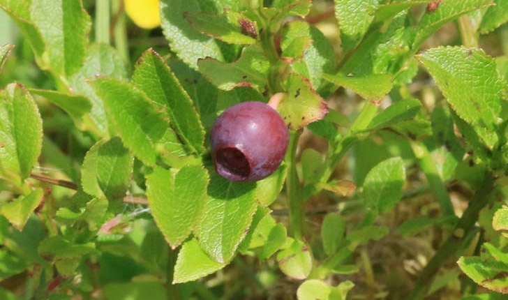 Vaccinium myrtillus