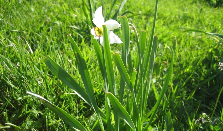 Narcissus poeticus subsp. radiiflorus (Salisb.) Baker