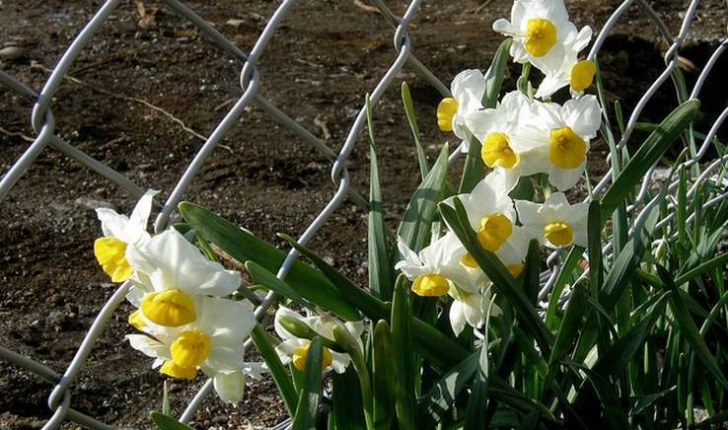 Narcissus tazetta (L.,1753)