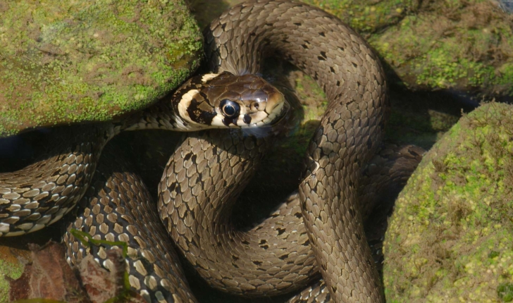 Natrix natrix (Linnaeus, 1758) 