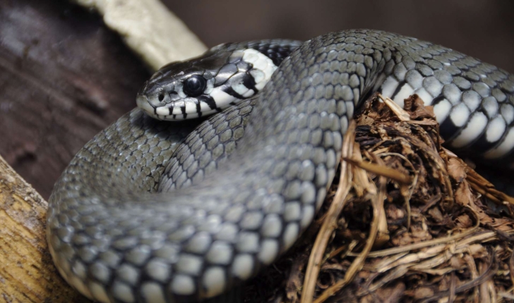 Natrix natrix (Linnaeus, 1758) 