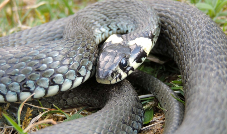 Natrix natrix (Linnaeus, 1758) 