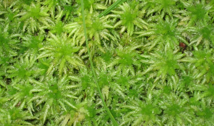 sphagnum sp.