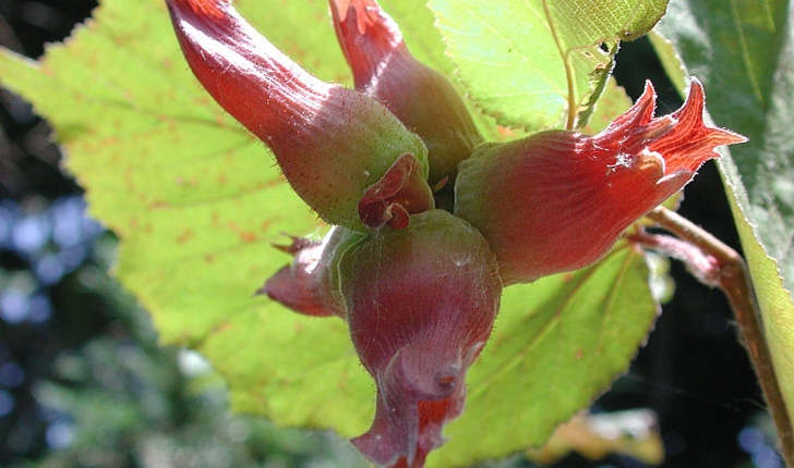 Corylus maxima Mill.