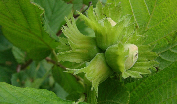 Corylus (L., 1753)