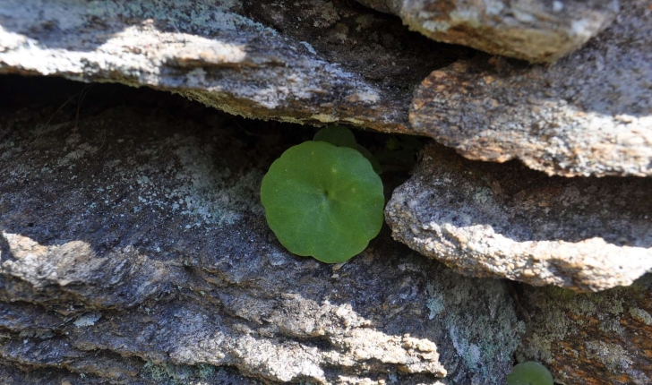Umbilicus ruspestris (Dandy, 1948)