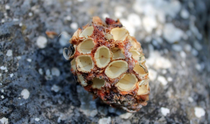 Nucifraga caryocatactes (Linnaeus, 1758)