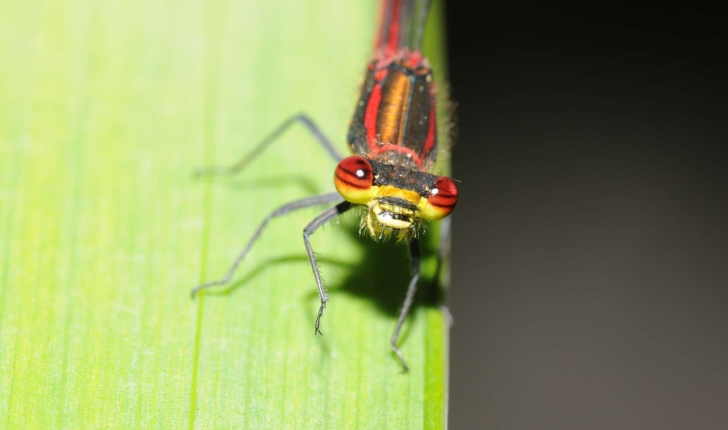 Pyrrhosoma nymphula (Sulzer, 1776)