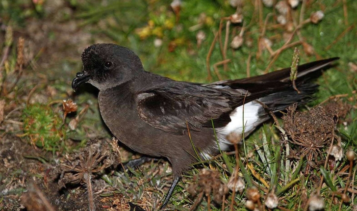 Hydrobates pelagicus (Linnaeus, 1758)