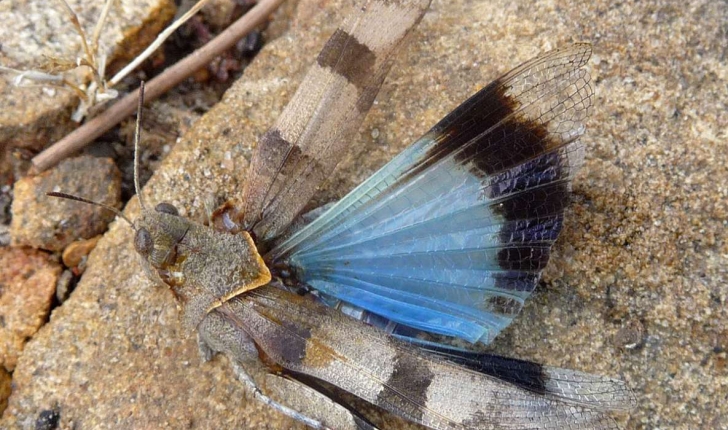 Oedipoda caerulenscens (Linnaeus, 1758)