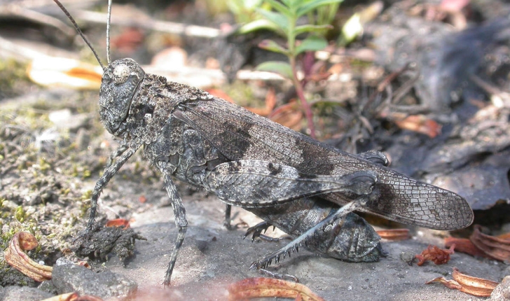 Oedipoda caerulenscens (Linnaeus, 1758)