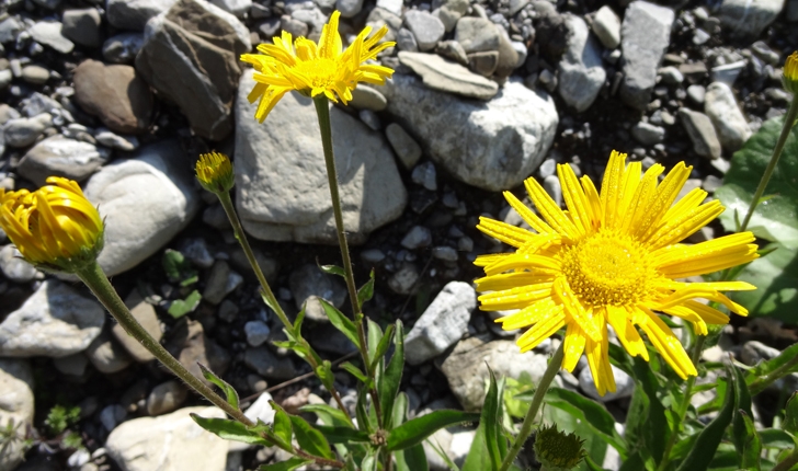 Buphthalmum salicifolium