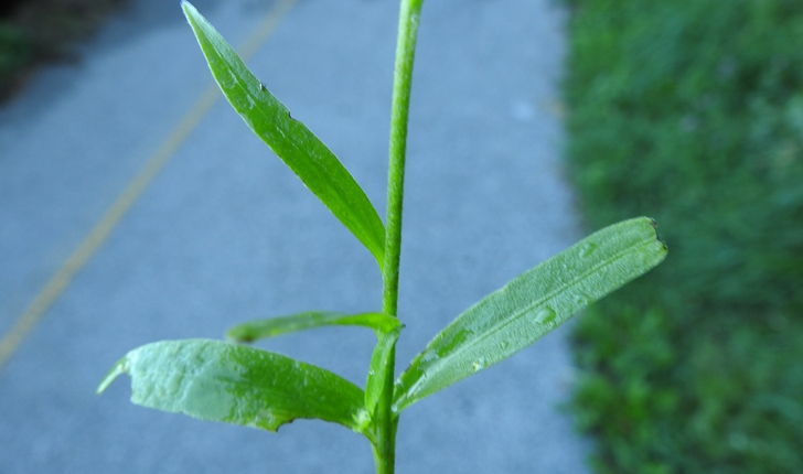 Buphthalmum salicifolium