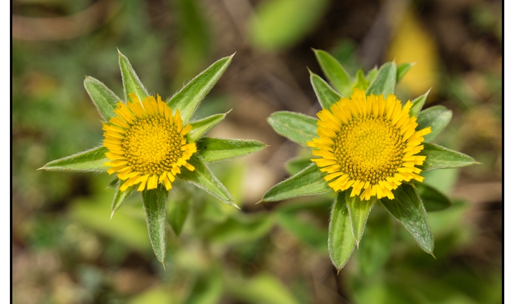 Buphthalmum salicifolium