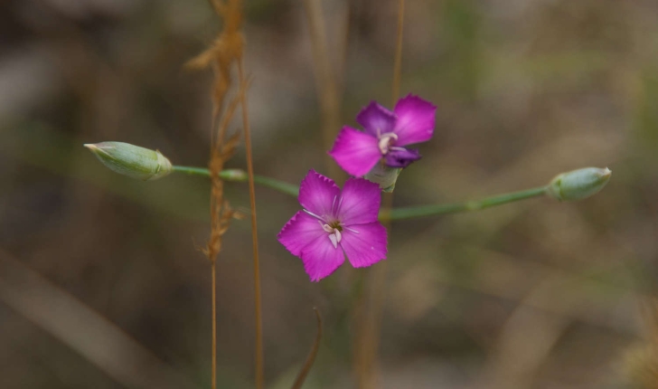 Dianthus sylvestris sp