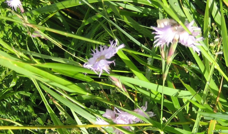 Dianthus hyssopifolius L.