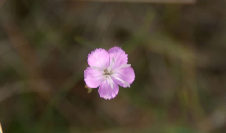 Dianthus sylvestris sp