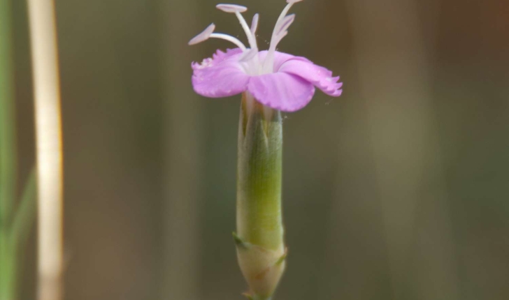 Dianthus sylvestris sp