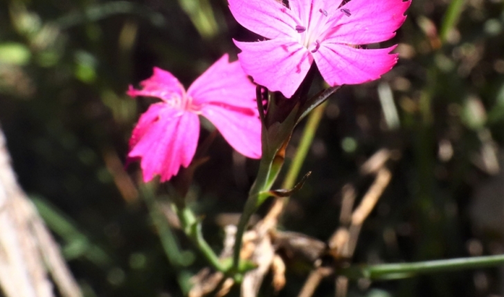 Dianthus carthusianorum L.