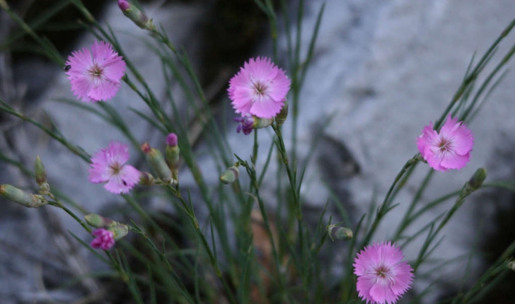 Dianthus sylvestris sp