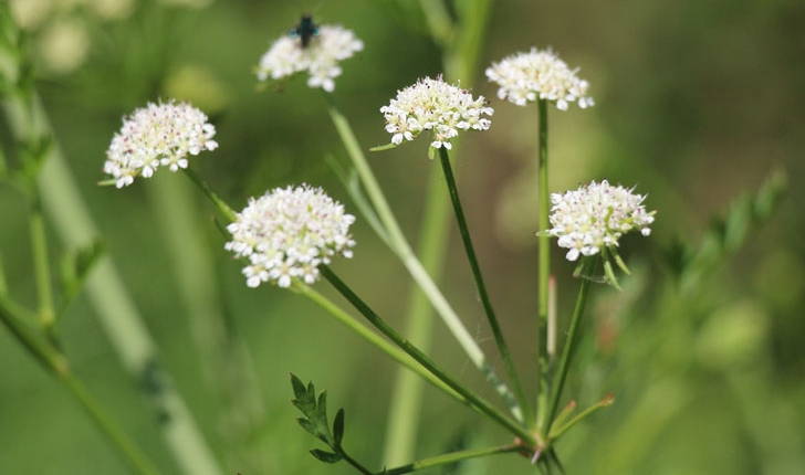 Oenanthe crocata