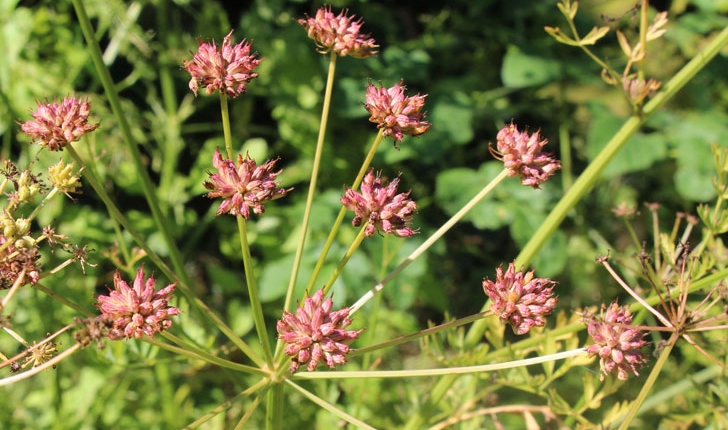 Oenanthe crocata