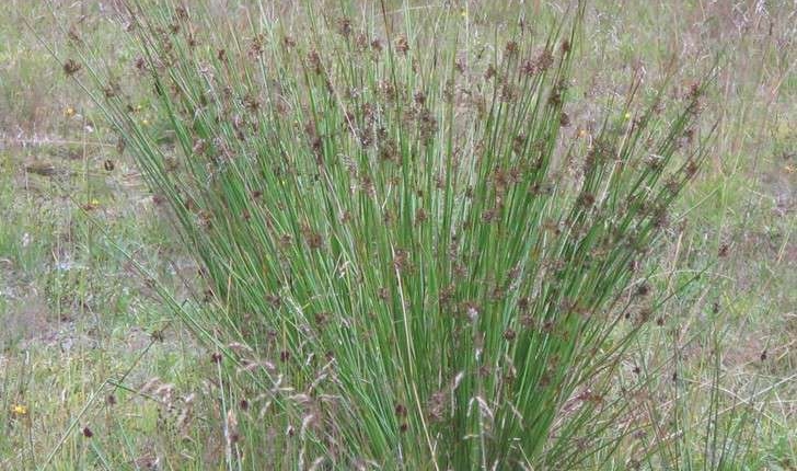 Juncus effusus (L., 1753)