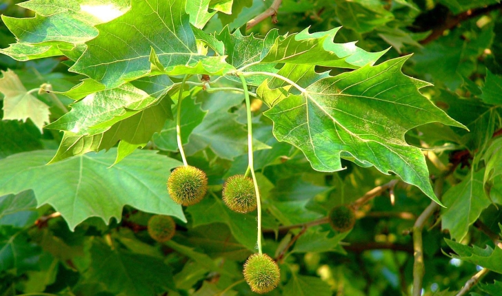 Platanus sp (L.1753)