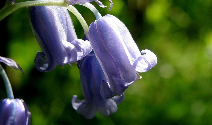 Hyacinthoides non-scripta (L.) Chouard ex Rothm., 1944