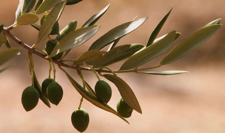 Olea europaea (L., 1753)