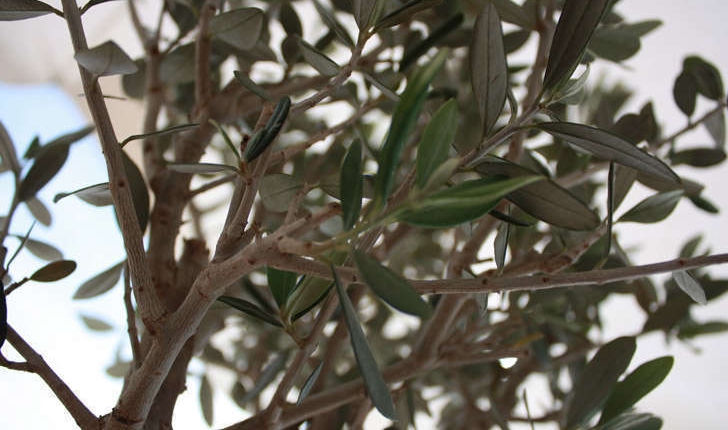 Olea europaea (L., 1753)