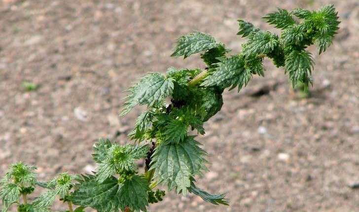 Urtica urens (L., 1753)