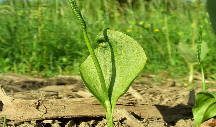 Ophioglossum vulgatum (L. 1753)