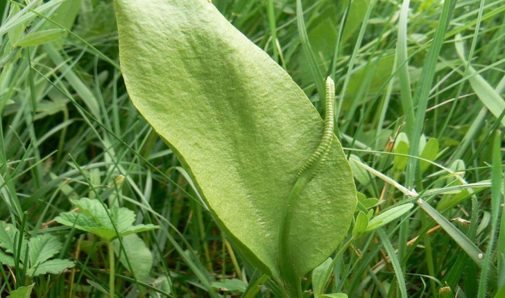 Ophioglossum vulgatum (L. 1753)