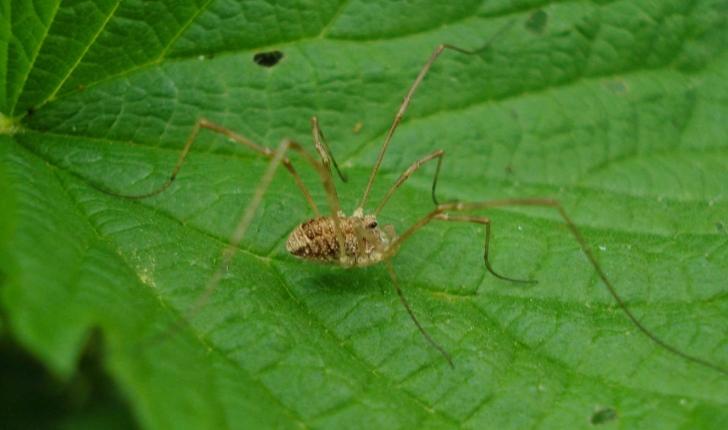 Opiliones sp