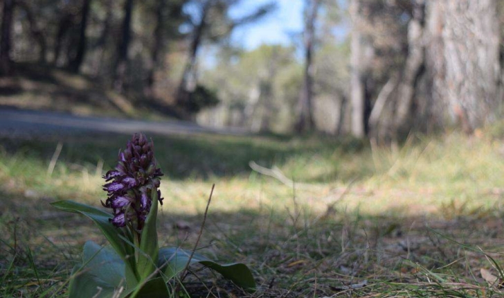 Orchis SP