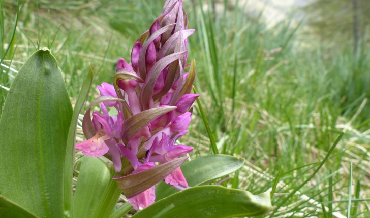 Orchis SP