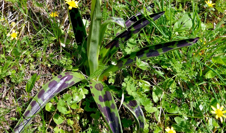 Orchis mascula (L.) L., 1755