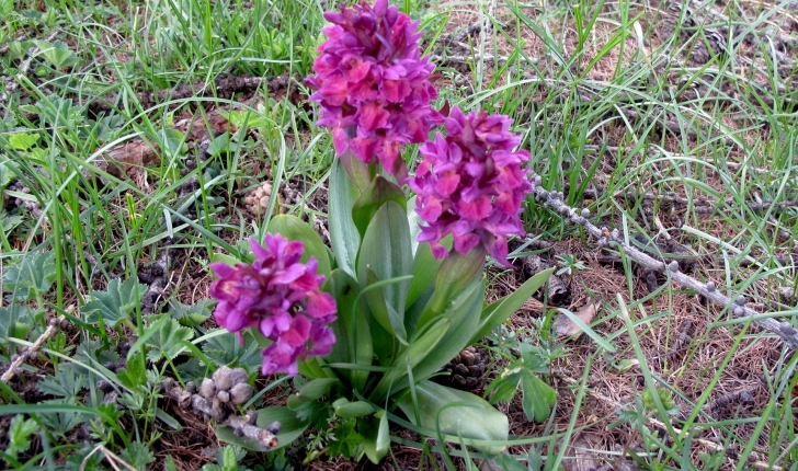 Orchis mascula (L.) L., 1755