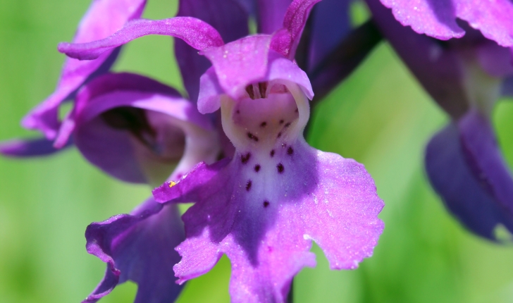 Orchis mascula (L.) L., 1755