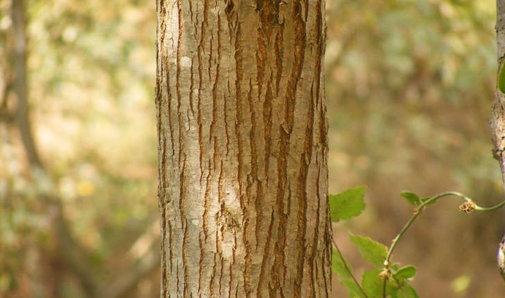 Ulmus sp.