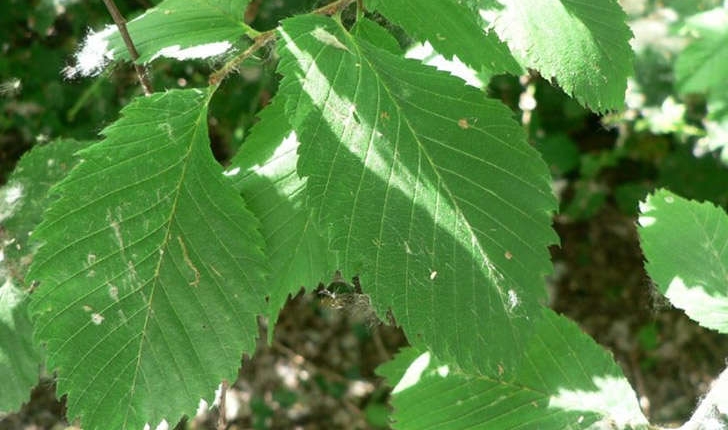 Ulmus sp.