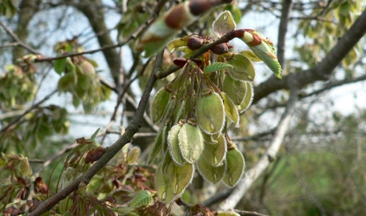 Ulmus sp.