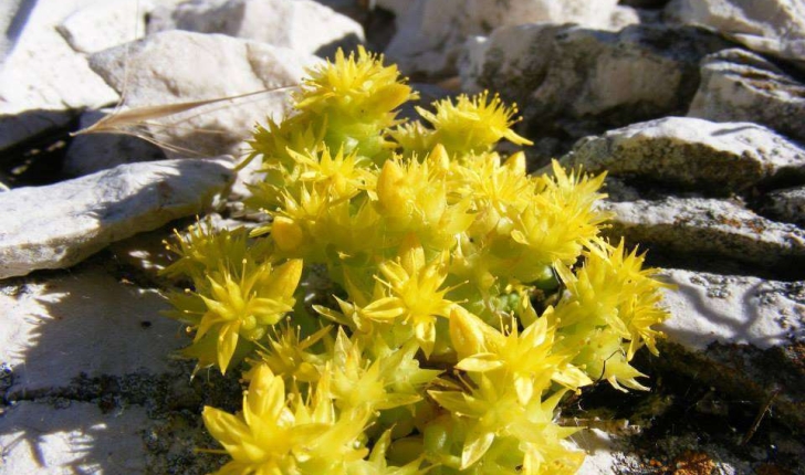 Sedum litoreum (Gussone, 1826)