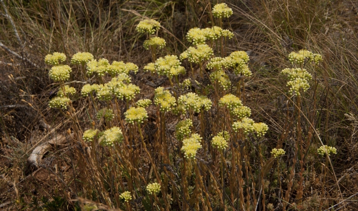 Sedum sp.