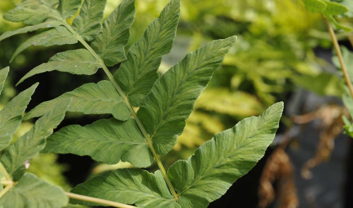 Osmunda regalis (L. ,1753)