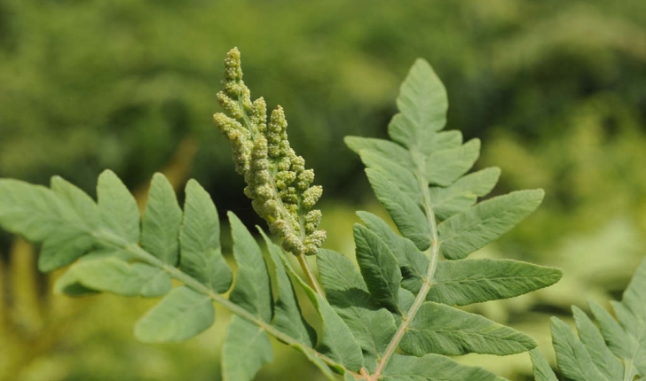 Osmunda regalis (L. ,1753)