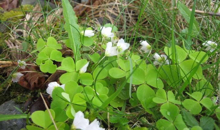 Oxalis acetosella L.