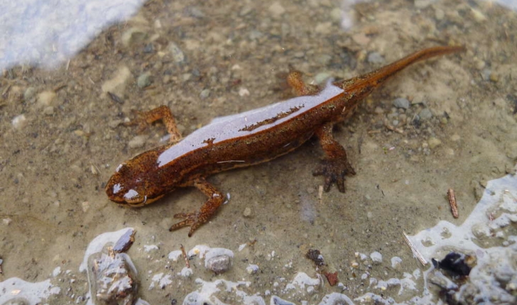 Lissotriton helveticus (Razoumovsky, 1789)